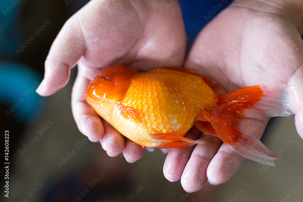 giant oranda goldfish