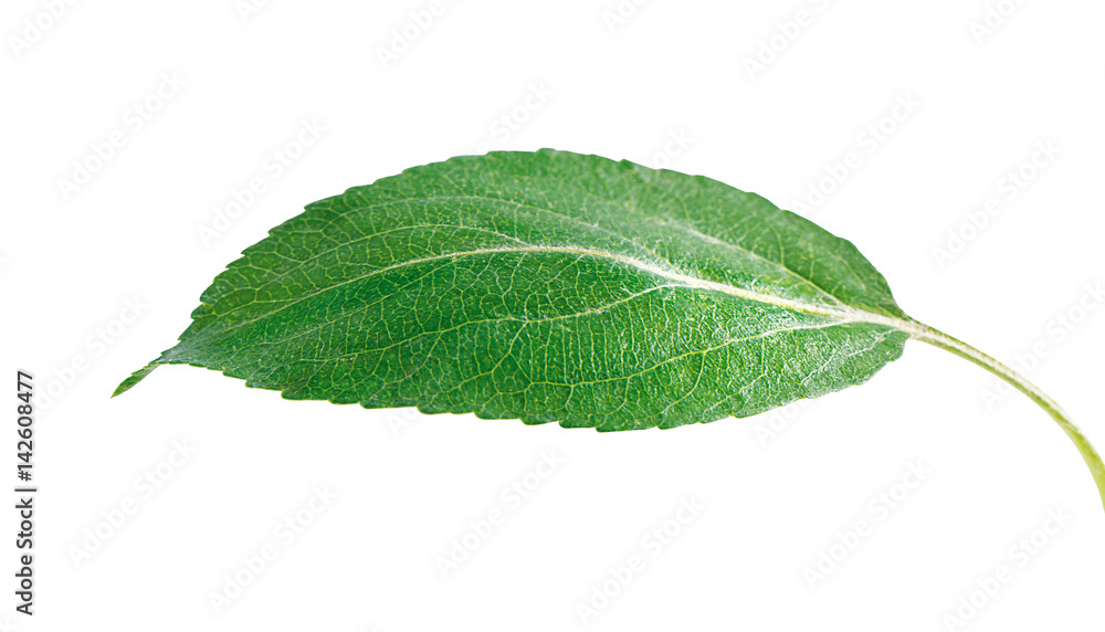 Fototapeta premium leaf