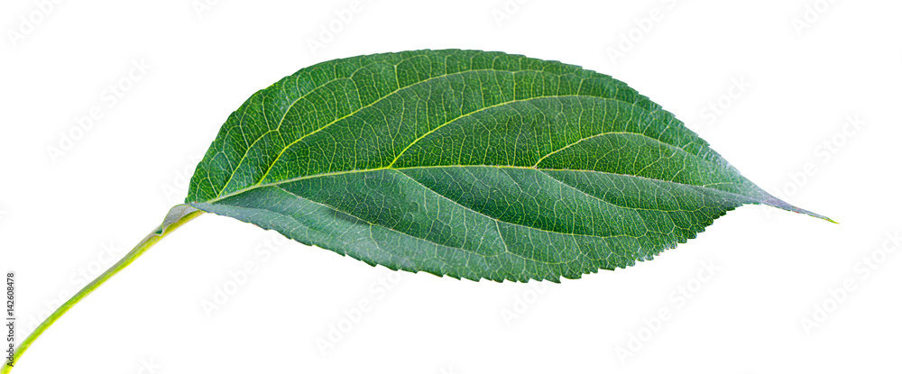 Fototapeta premium leaf