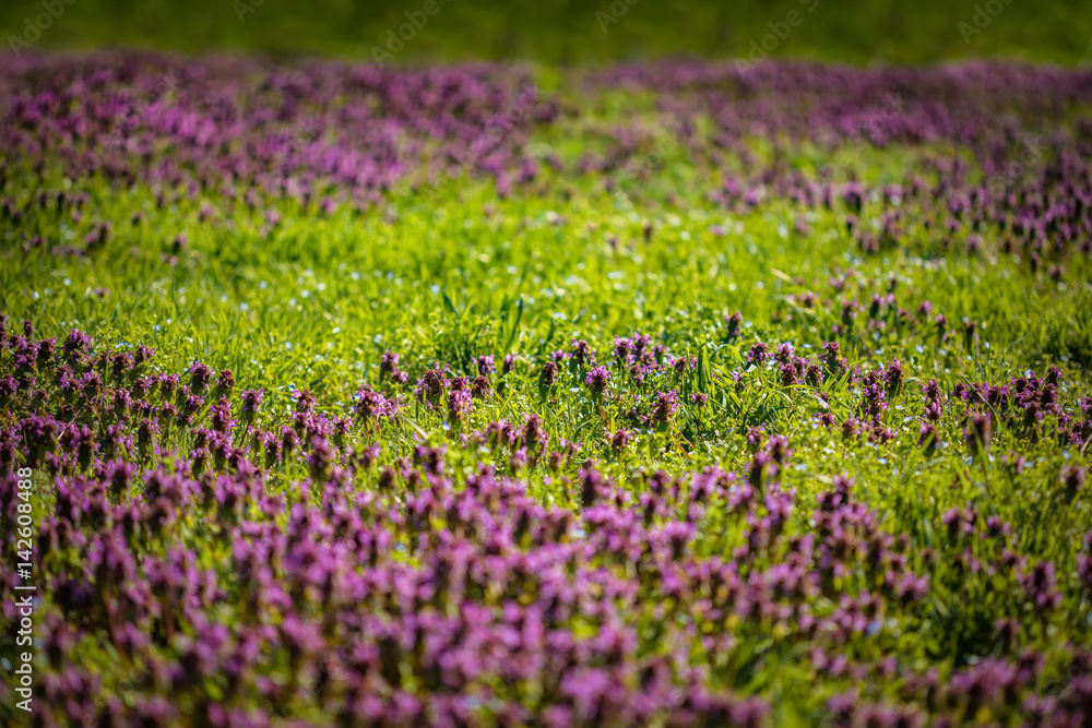 Obraz premium Beautiful field of green grass and purple flowers in a spring meadow
