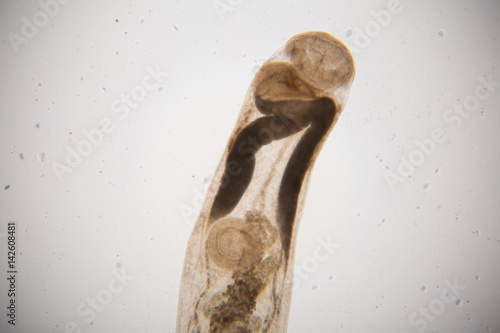 Фотография parasite under microscope view.