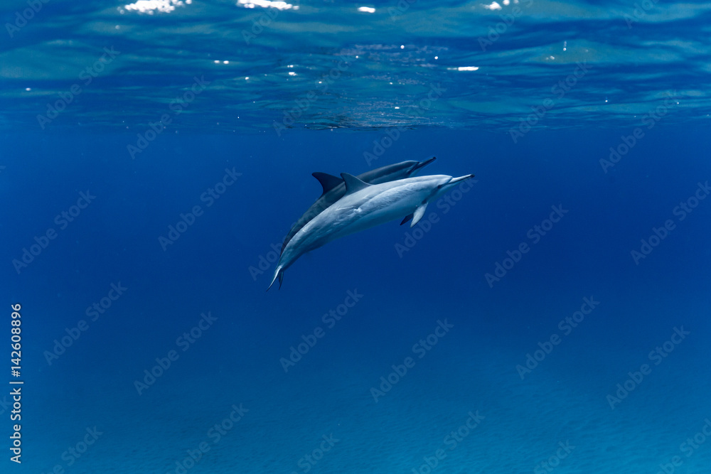 Two dolphins underwater Two dolphins underwater