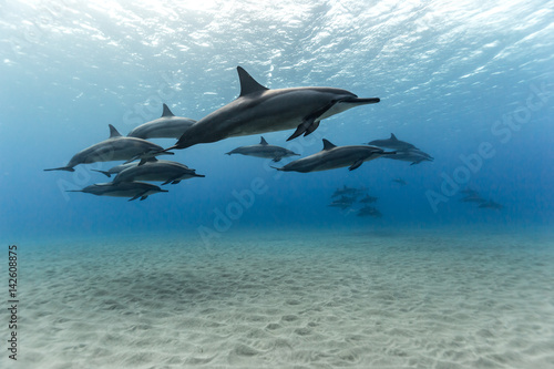 Dolphins underwater
