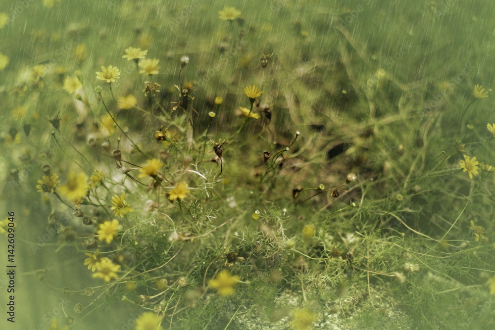 Yellow flower in the rain / photo art effect Yellow flower in the rain / photo art effect