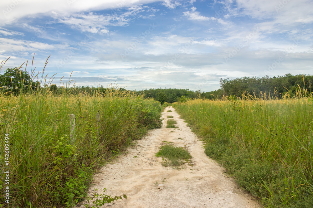 Country Road through the prairie grass