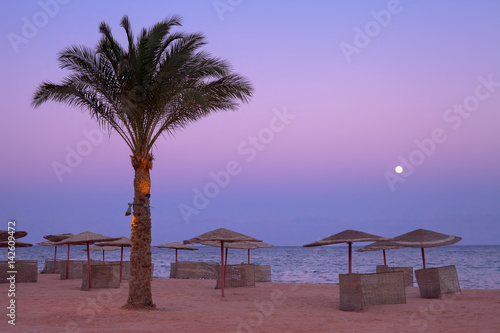 Wakacje w Egipcie. Palmy na plaży na wybrzeżu morza czerwonego.
