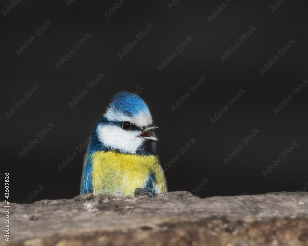 Fototapeta premium Blue tit on a tree stump