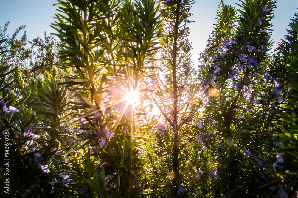 Obraz premium Branches of rosemary in spring sunset