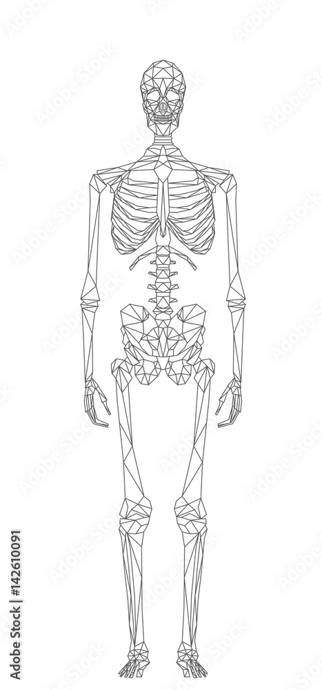 Scheletro umano, la struttura ossea del corpo, illustrazione vettoriale  Stock Vector | Adobe Stock