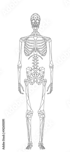 Scheletro umano, la struttura ossea del corpo, illustrazione vettoriale