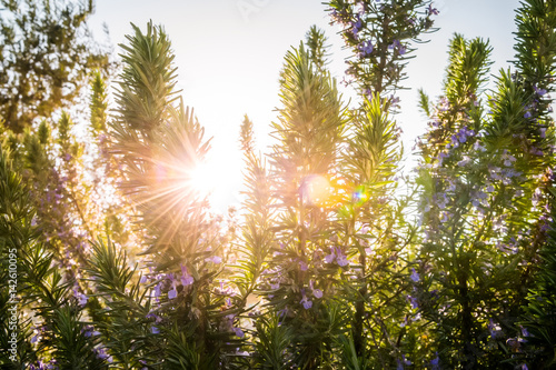 Branches of rosemary in spring sunset