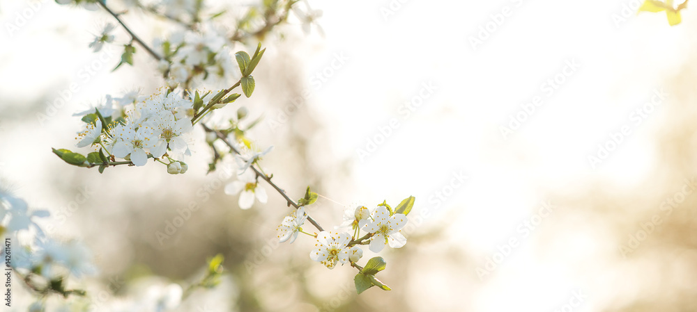 Blooming cherry tree in early springtime. Spring Background with a bokeh. Blooming cherry tree in early springtime. Spring Background with a bokeh.