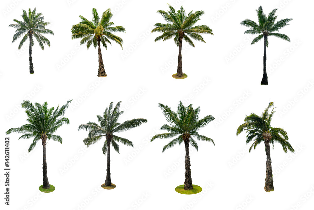 Set of palm tree isolated on white background