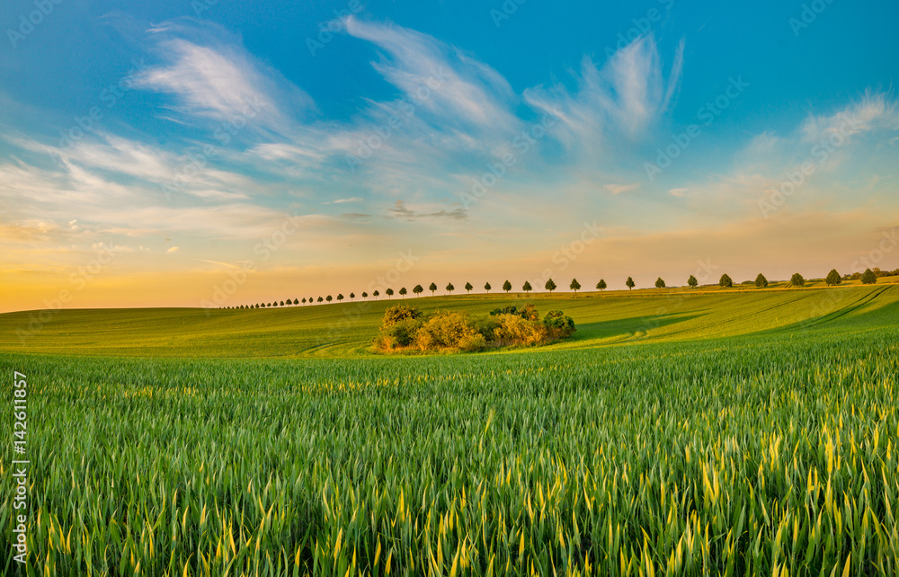 Evening at the spring field, the green hills of young wheat, the beautiful sunny sky Evening at the spring field, the green hills of young wheat, the beautiful sunny sky