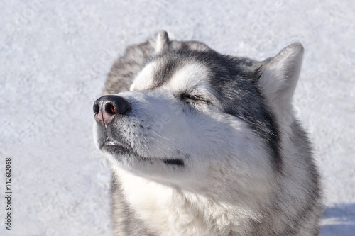 The dog frowns from the bright sun. A head of a husky dog close-up against a background of snow. The beginning of spring.
