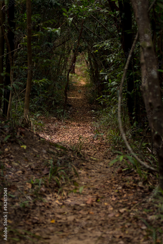 Leaf covered track path through dense forest jungle. Conceptual route direction way forward.