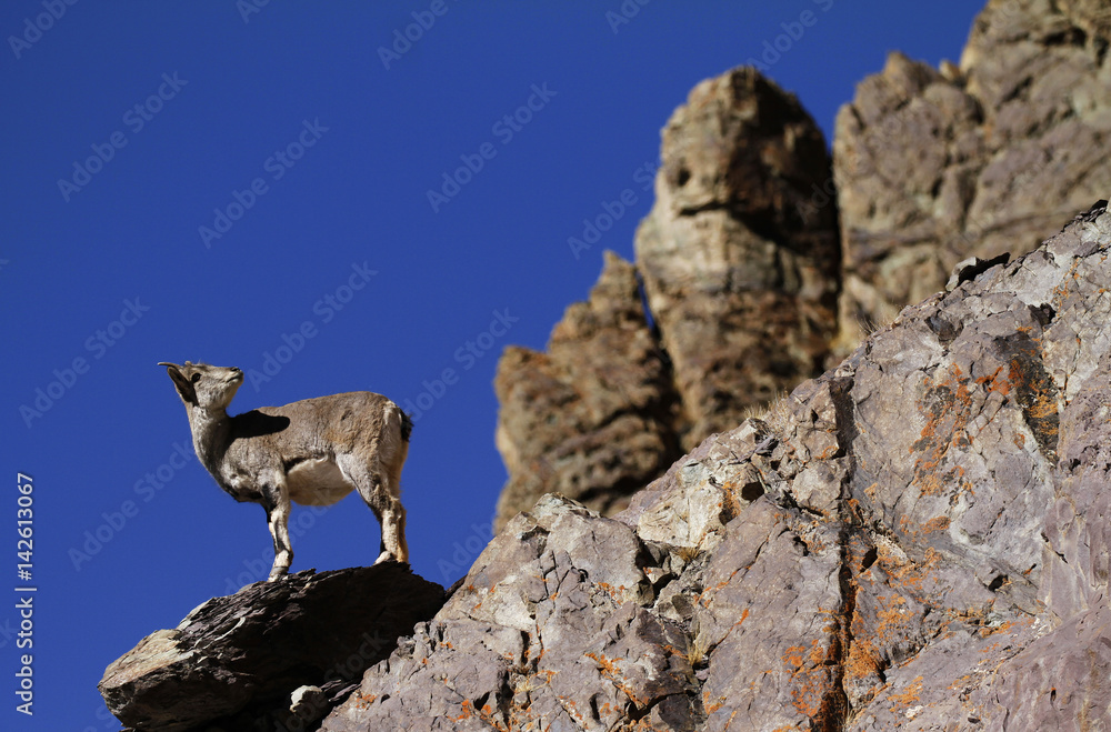 Naklejka premium Bharal or blue sheep Pseudois nayaur in Rumbak Valley in Ladakh India. Hemis High Altitude National Park.