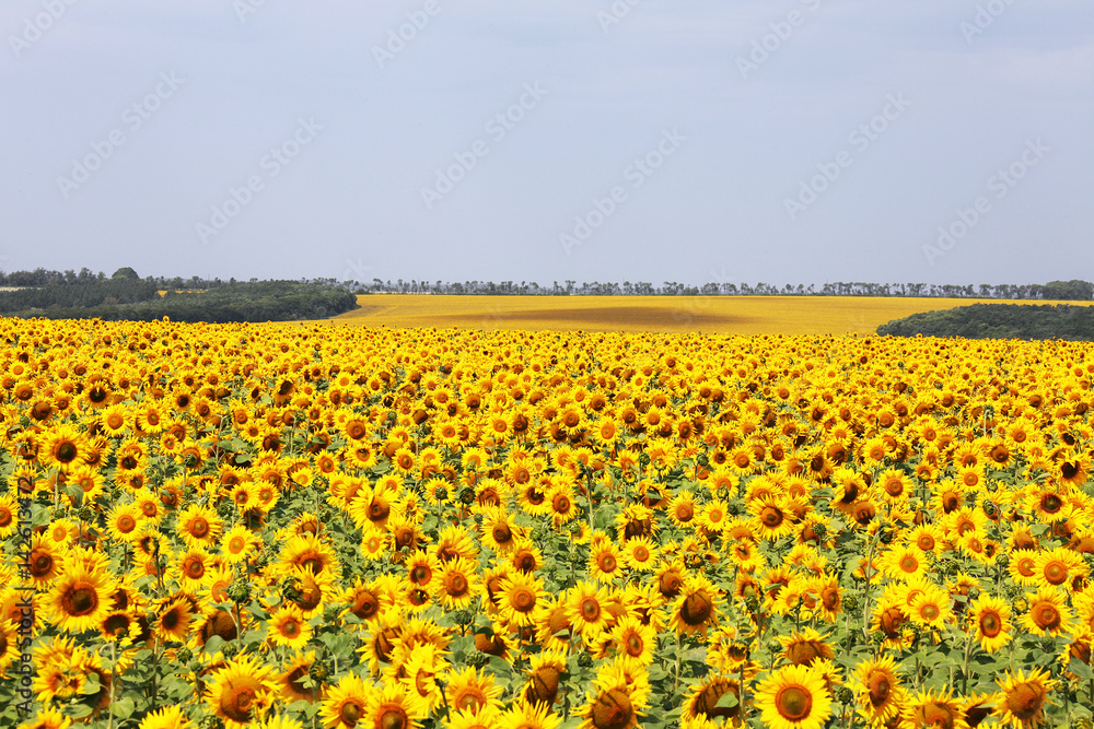 Beautiful landscape of sunflowers in the field, europe