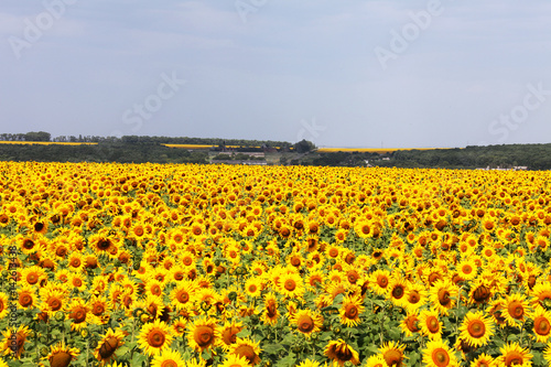 Beautiful landscape of sunflowers in the field  europe