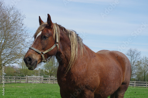 Cheval de trait breton