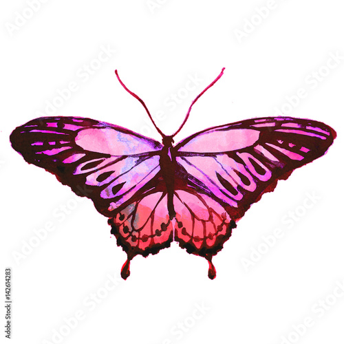 pink butterfly,watercolor,isolated on a white © aboard