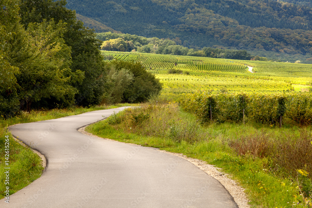 Naklejka premium Vineyards and curving road