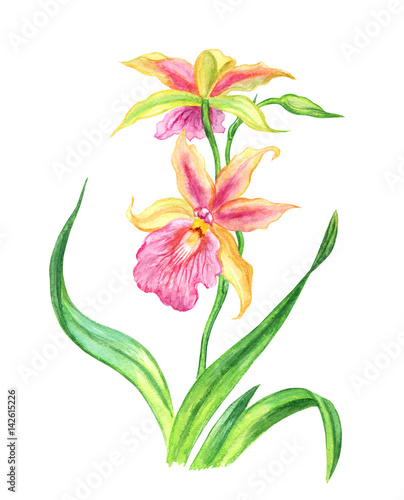 Fototapeta Naklejka Na Ścianę i Meble -  Pink-yellow orchid, watercolor botanical illustration on a white background.