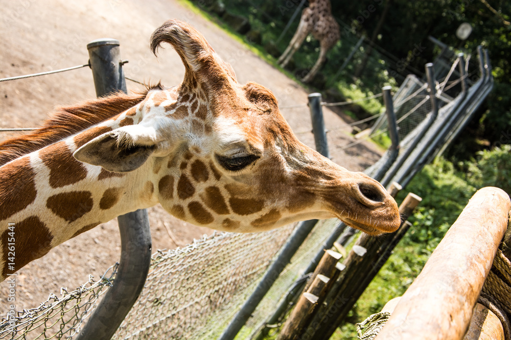 餌をねだるキリン Stock 写真 Adobe Stock 餌をねだるキリン Stock 写真 Adobe Stock