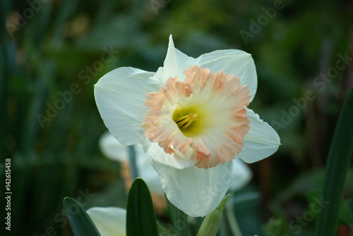 Narcisse blanc et rose au jardin au printemps