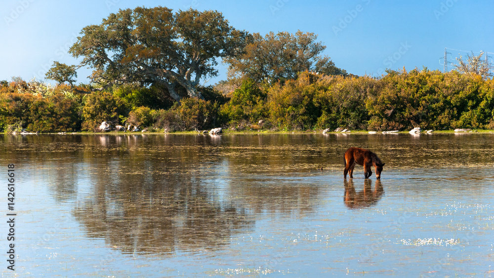 Fototapeta premium Cavalli alla Giara di Gesturi, Sardegna 