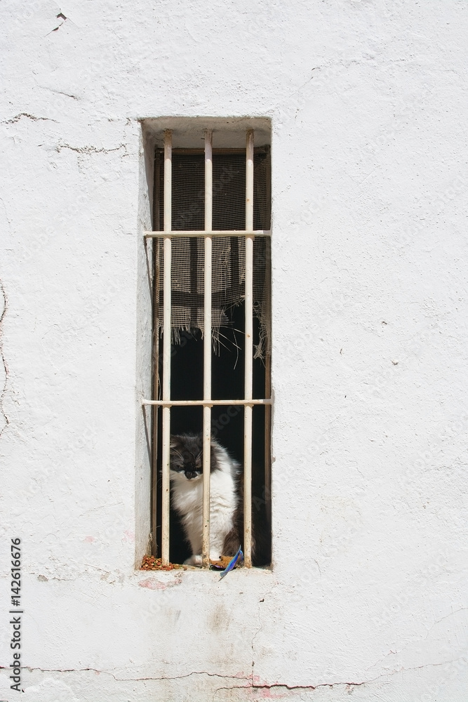 Cat behind bars in window on white roughcast wall