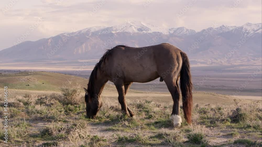 View of wild horse on the horizon with snow capped mountains in the distance. View of wild horse on the horizon with snow capped mountains in the distance.