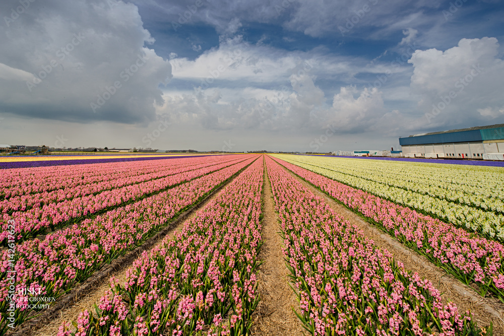 Dutch tulip field