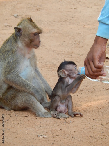 amore per gli animali photo