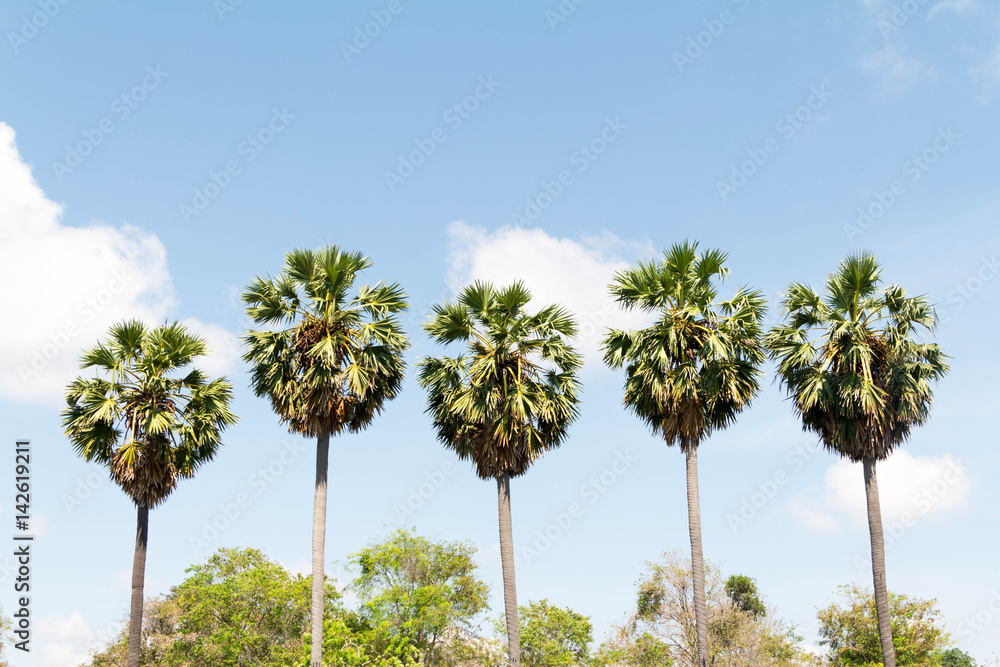 Obraz premium palm trees