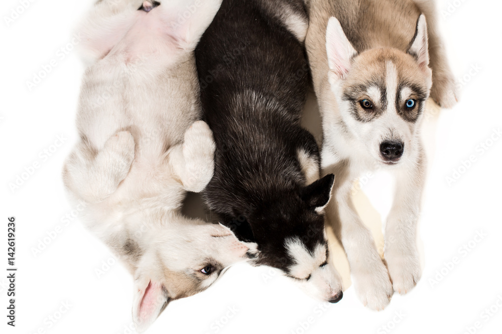 Obraz premium Group of puppies breed the Huskies isolated on white background