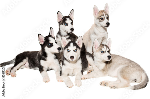 Group of puppies breed the Huskies isolated on white background