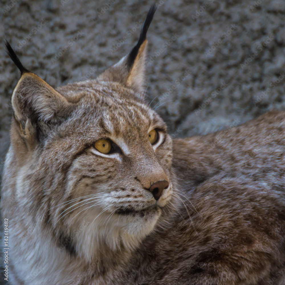 Lynx is the most Northern species of the family Feline. Lynx is the most Northern species of the family Feline.