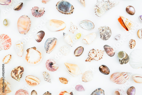 Abstract pattern shells isolated on white background. Flat lay. Top view. Ocean pattern. 