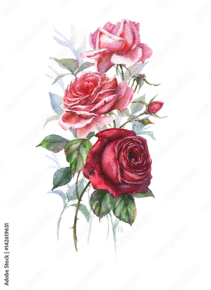 Hand-drawn watercolor tender spring roses blossom. Artistic rose flowers. Natural illustration for the floral decorative design on the white background.