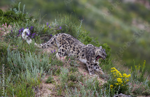 snow leopard