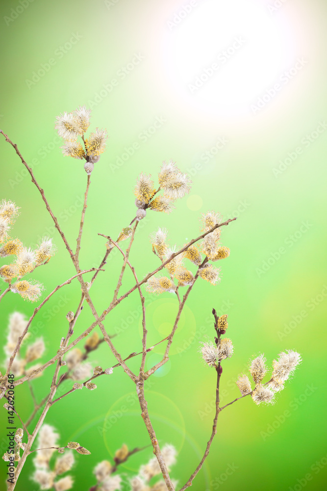 goat willow branches decoration for Easter Day goat willow branches decoration for Easter Day