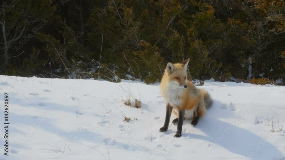 Red Fox in Winter Snow Red Fox in Winter Snow