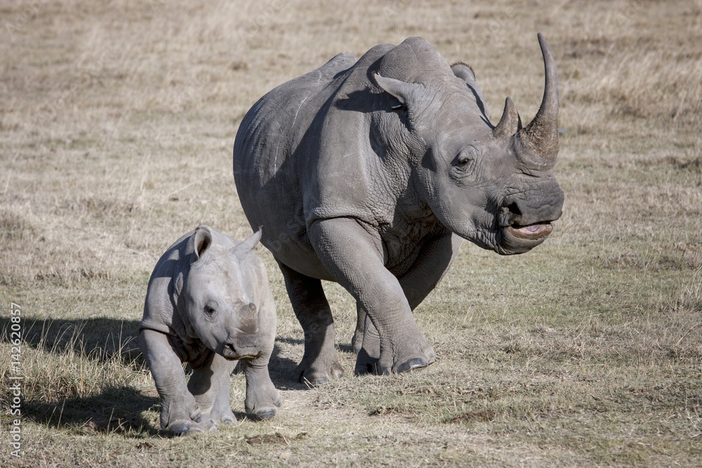 Obraz premium female rhino and her baby running on the African savannah a photographer