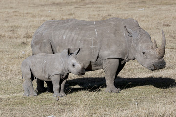Fototapete Nashorn Female rhino with cub standing in the African savanna  © robru
