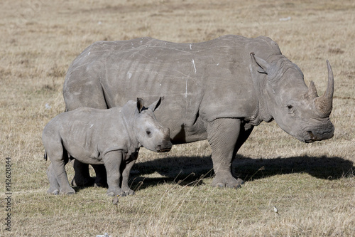 Female rhino with cub standing in the African savanna