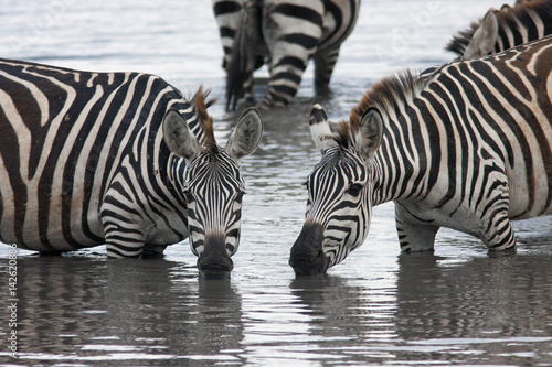 Two zebras drinking from the lake in beautiful poses