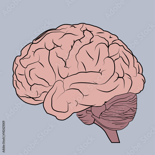 brain vector