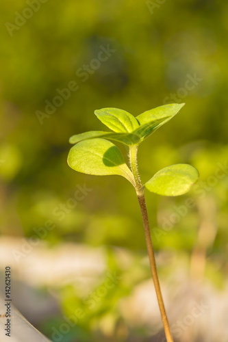 Bild auf Leinwand Sprout of a zinnia in the spring garden, close-up