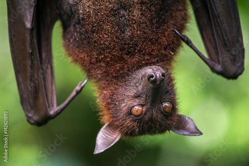 Fotografie Large Malayan flying fox close-up portrait